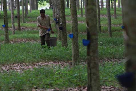  First Resources Akuisisi Kebun Karet Borneo Damai Lestari di Kaltim